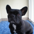 bubla